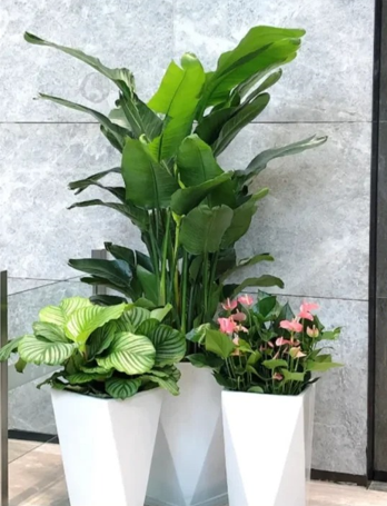 杭州湾绿植租赁管理怎么卸载？彻底删除方法